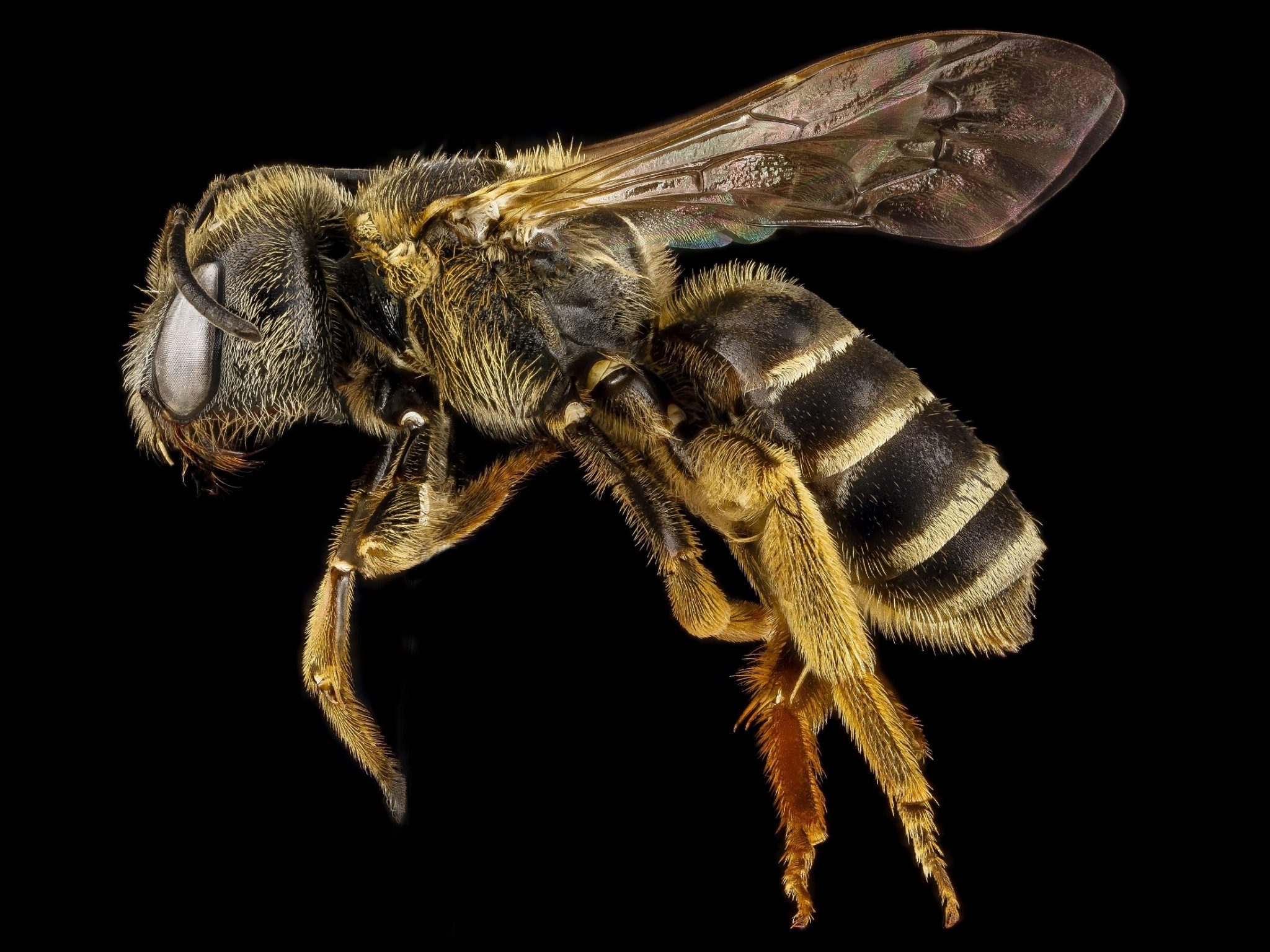 side shot of a bee on a black background