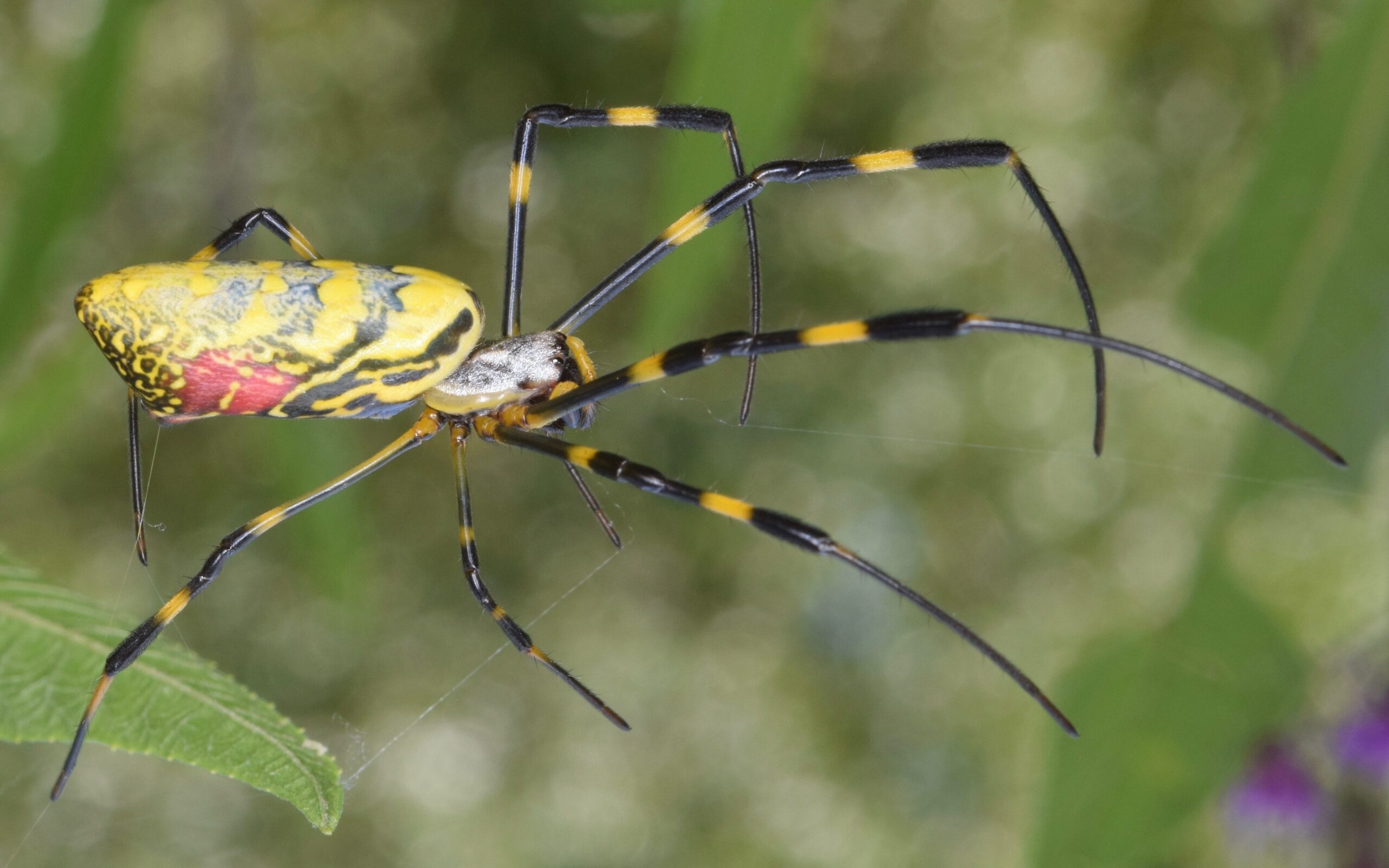 spider exterminator