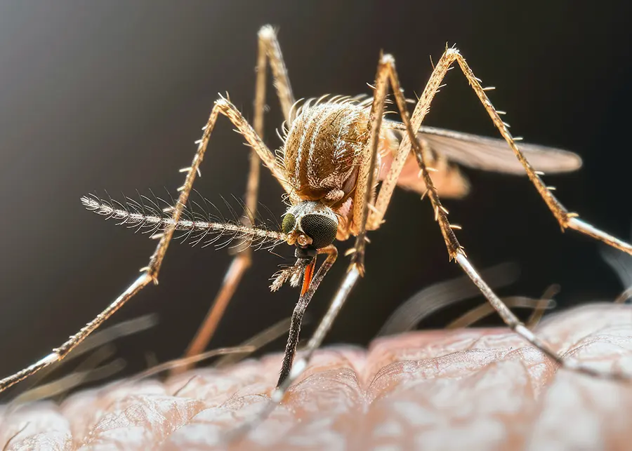 mosquito biting a person