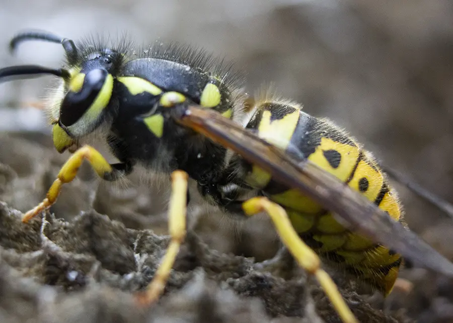 a close up shot of a wasp