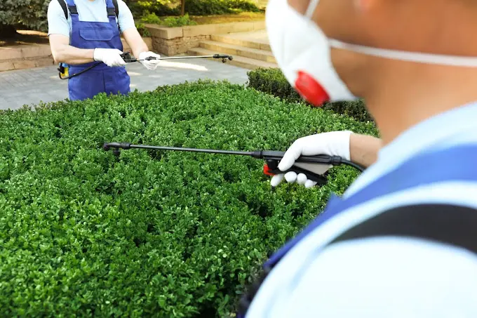 man spraying pest removal chemicals on a bush